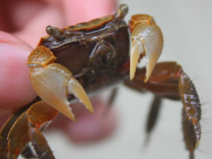 �������Щ��Ч ���ɽ���඾