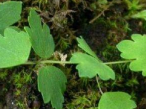 ���������Щ��Ч ������ڷ��ɴ���