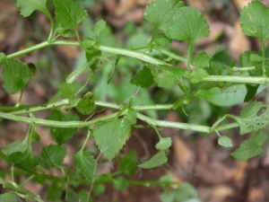 ŤӲ˵ĹЧ ŤӲΰ׿ڴ