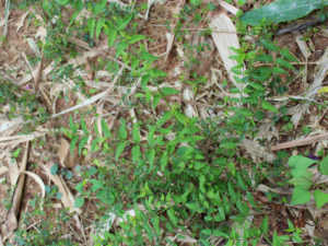 Ť���ٵĹ�Ч Ť��������֫�����ʹ