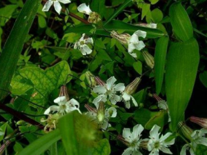 Ů¦������Щ��Ч Ů¦���β�����֭��