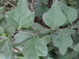 ū�ϴ�����Щ��Ч ū�ϴ�����Ѫ��