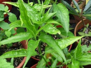 �Ƕݲ�����Щ��Ч �Ƕݲݿ����Ƚⶾɢ������