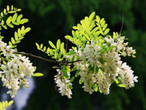 ����������Щ��Ч �������п���������ˮ�׵�����