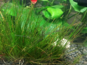 ţëձ����Щ��Ч ţëձ�θ�ð����