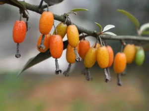 ţ���ӵĹ�Ч���� ţ����������ʪ�ο���