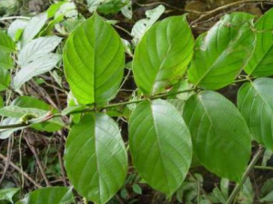 ţɤ�����Ĺ�Ч ţɤ����ɢ�������ι���