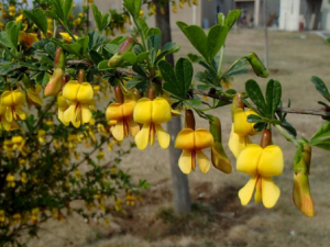 ���������Ĺ�Ч���� �����������Ƚⶾ���ʺ���ʹ