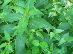 ţ��������Щ��Ч ţ�����γ���