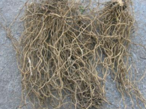 ţβ������Щ��Ч ţβ�������鸡��