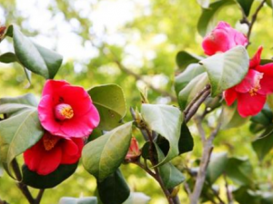 �Ͷ����Ĺ�Ч �Ͷ���ֹѪ�ε���