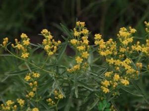 Ĺͷ�صĹ�Ч Ĺͷ���θ����ž�