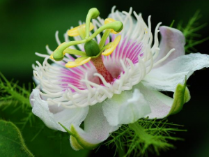 �������ʳ�ý��� ������Ĺ�Ч����