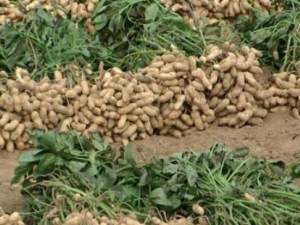 ɽ��������Щ��Ч ɽ�������Ƚⶾ��Ԥ��������