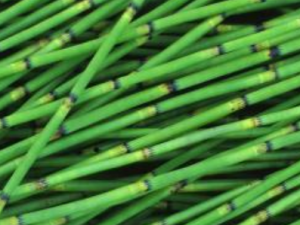 ľ���Ĺ�Ч���� ľ����Ӹ�����