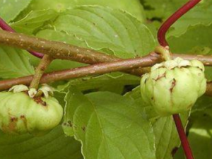 ľ��ޤ�ӵĹ�Ч ľ��ޤ������