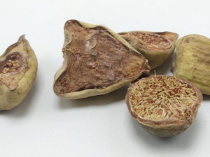 ľ��ͷ�Ĺ�Ч ľ��ͷ�γ�����Ѫ��ֹ