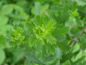 ĵ������Щ��Ч ĵ���θ���Ѫ��