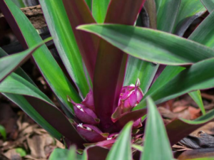 �����Ĺ�Ч���� �������ڷ������