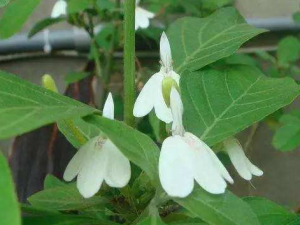 �׺���֥�ݵĹ�Ч �׺���֥�ݿ����ֹ��Ԥ����Ѫ��