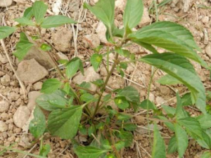 �����ݵĹ�Ч������ ��������ƶѪ��ͷ��