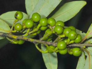 ľ��������Щ��Ч ľ�����η�����ʹ