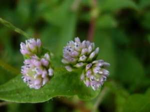 ͷ��ޤ�Ĺ�Ч���� ͷ��ޤ������ʪ