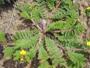 ���ײݵĹ�Ч������ ���ײݿ����Ƚⶾ