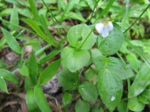 ĸ�ݵĹ�Ч���� ĸ���μ���к����鷢��