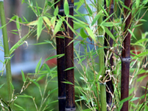 ��������Щ��Ч �������ο�Ȯ��