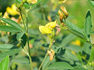 ľ���Ĺ�Ч���� ľ���θ���ˮ��