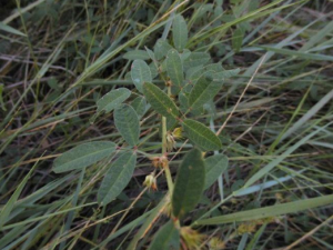 ľ֦ƤĹЧ ľ֦Ƥ֫ǽʹ