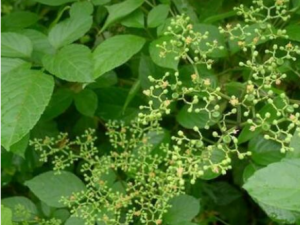 ĸ��������Щ��Ч ĸ���ٵ����ι���