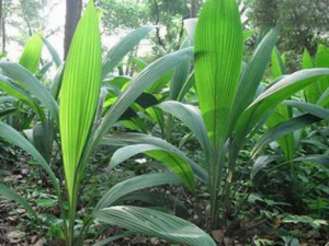 ��é����Щ��Ч ��é�����ڸ�Ů�¾�����