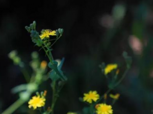 �����Ĺ�Ч ��������ʳ����