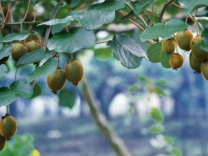 ⨺�������Щ��Ч ⨺����η�ʪ�ؽ�ʹ