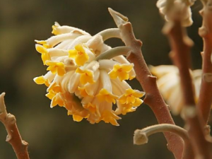 �λ�����Щ��Ч �λ������������������