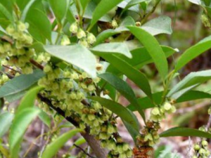 ���黨����Щ��Ч ���黨��ŧ�崯