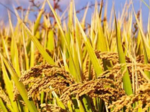 ��¶�Ĺ�Ч���� ��¶��Ƣθ����