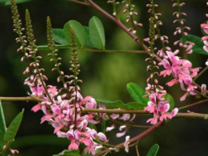 ����ľ���Ĺ�Ч���� ����ľ���η�ʪ̱��