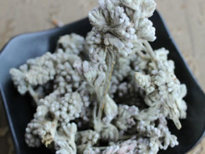 ɻƤЩЧ ɻƤηʪؽʹ