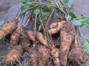 ɹɽܲЩЧ ɹɽܲηȿ