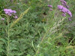 ������ë������Щ��Ч ������ë����ʳ���ж�