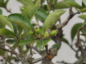 ëҶʯ骸ЩЧ ëҶʯ骸к