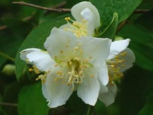 ëҶľͨĹЧ ëҶľͨʪΰ