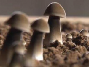 ��������������Щ��Ч ������������������ůθ