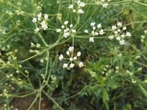 ��ʮ��ζ����������Щ��Ч ��ʮ��ζ������������ڱ㶾