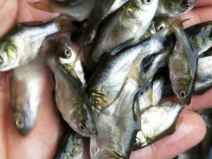 ��������ЩӪ����Ч �����ʲôһ��ԱȽϺ�