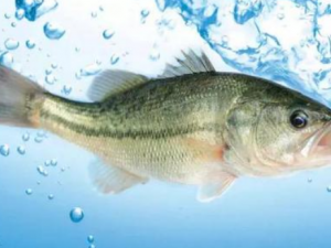 �����Ӫ����ֵ ʳ������Ҫע��ʲô