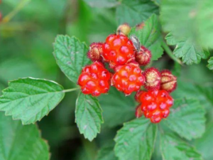 éݮ����Щ��Ч éݮ���β������͸�ʹ